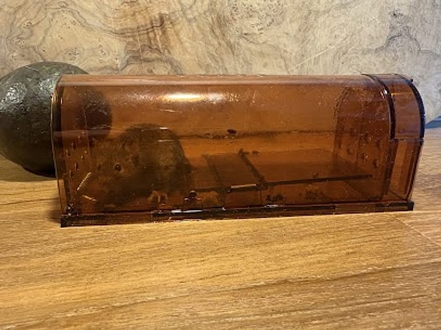 Muizen in de keuken? Zo bent u ze snel kwijt
